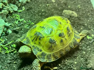 Tortoise reptiles Horsefield Tortoise - chompers in Ellesmere Port - Advert 3