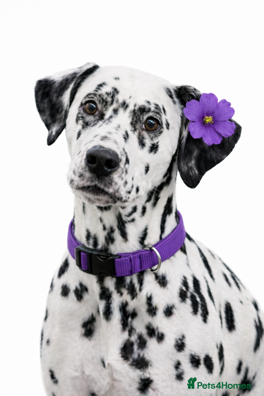 Dalmatian dogs  Harley, the enchanting half-Aussie is due soon. - Advert 3