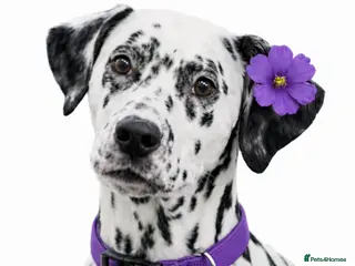 Dalmatian dogs Harley, the enchanting half-Aussie is due soon. - Advert 4