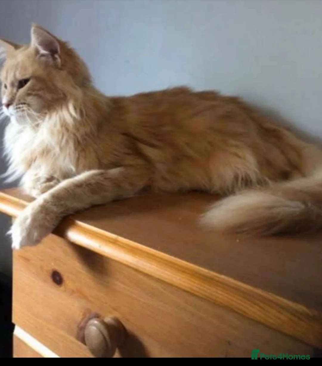 Maine Coon cats for sale: Full Maine Coon Dilute Red Kittens Ready To Go  - Advert 2