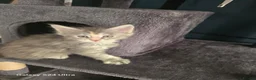 Maine Coon cats for sale:  🐾❤️ BEAUTIFUL MAINE COON KITTENS  ❤️🐾 - Advert 36