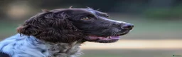 English Springer Spaniel dogs for sale: Excellent quality kc springer spaniel pups  - Advert 15