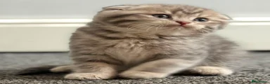 British Shorthair 1