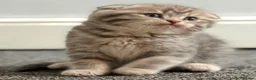 British Shorthair cats for sale: Only 3 gorgeaus e kitty are left  - Advert 13