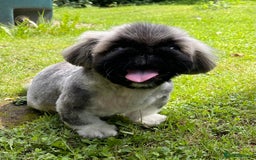 Pekingese dogs for sale: 🩵 KC reg Pekingese Puppy 🩵 - Image 6