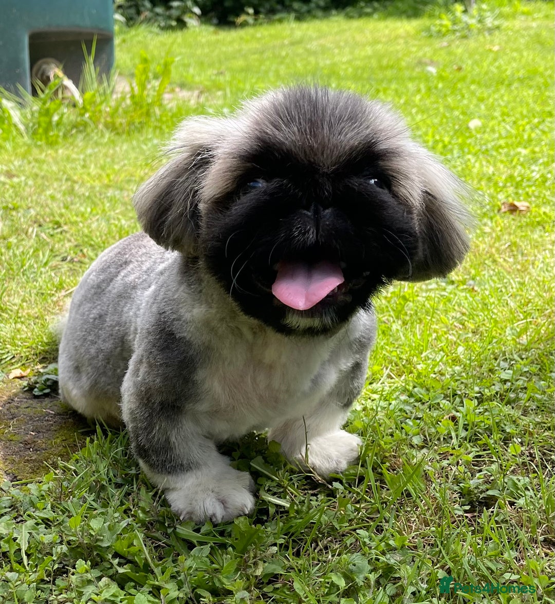Pekingese dogs for sale: 🩵 KC reg Pekingese Puppy 🩵 - Image 6