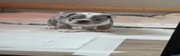 Mixed Breed dogs for sale: Olde English bulldog puppies  in Durham - Advert 8