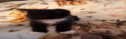 Mixed Breed cats for sale: Kittens  Domestic short hair in Worcester - Advert 27