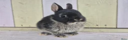 Netherland Dwarf rabbits for sale: 🩵PRETTIEST NETHERLAND DWARF COLOURED BABIES 🩷 - Advert 26