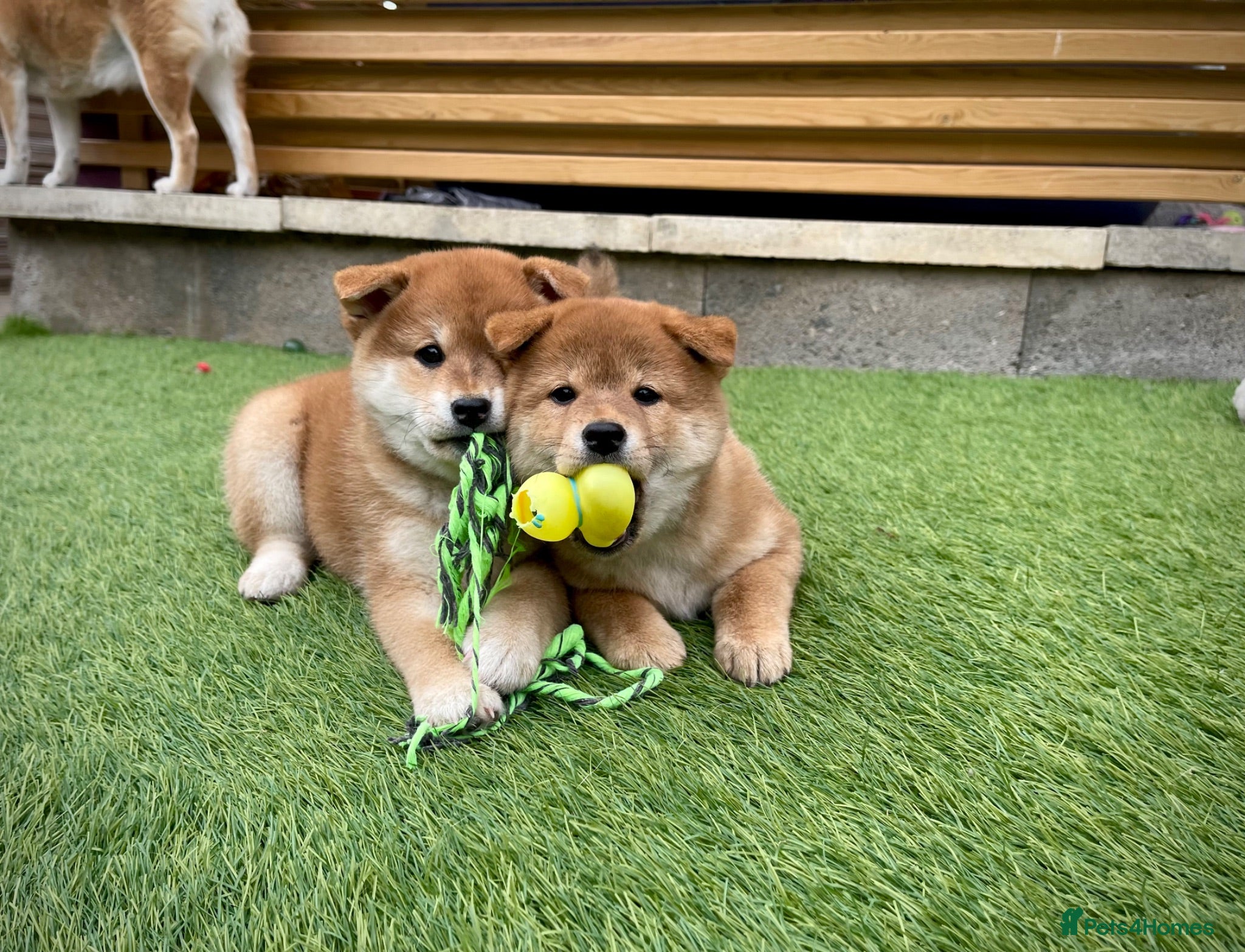 Japanese Shiba Inu dogs KC registered Japanese Shiba Inu puppies - Advert 4