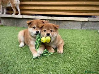 Japanese Shiba Inu dogs KC registered Japanese Shiba Inu puppies - Advert 2