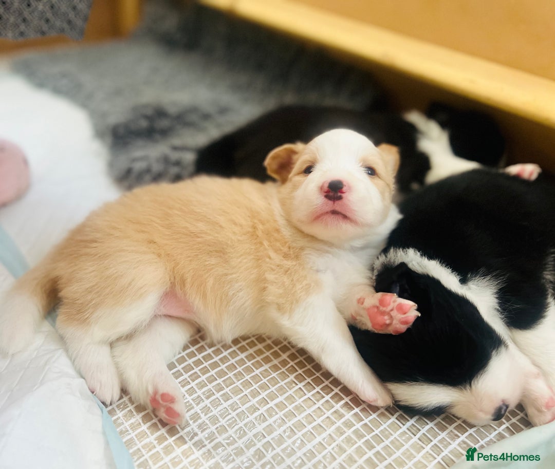 Border Collie dogs for sale: Border Collie Puppies (DNA clear tested parents) - Image 37