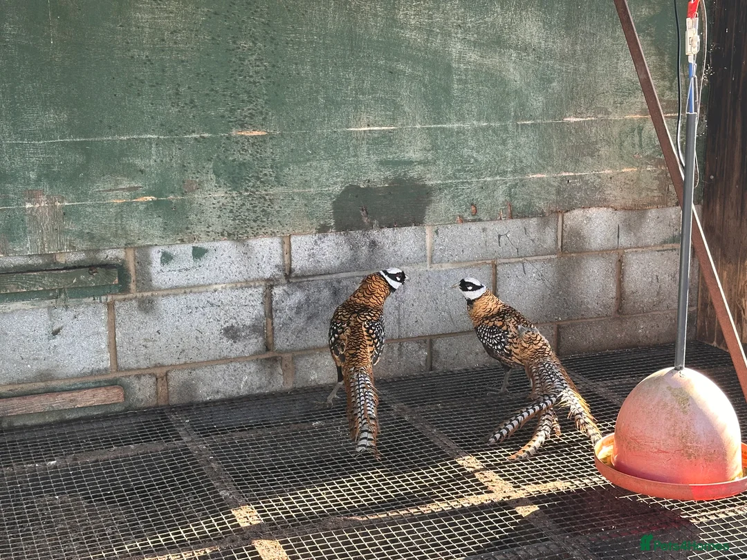 Pheasants poultry for sale: 3 reeves cocks  in Brough - Advert 3