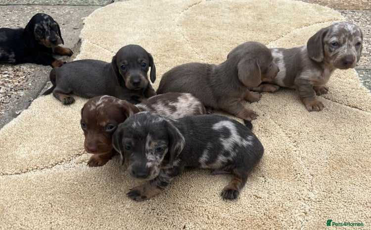 Miniature Dachshund dogs - Advert 6