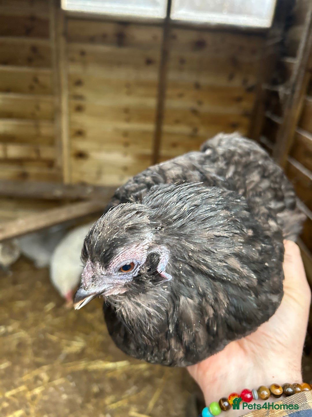 Hens poultry for sale: Two black silkie hens for sale  - Advert 4