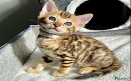 Bengal cats for sale: ⭐️ 1 LEFT!! - STUNNING TICA REG BENGAL CUBS ⭐️ - Image 4