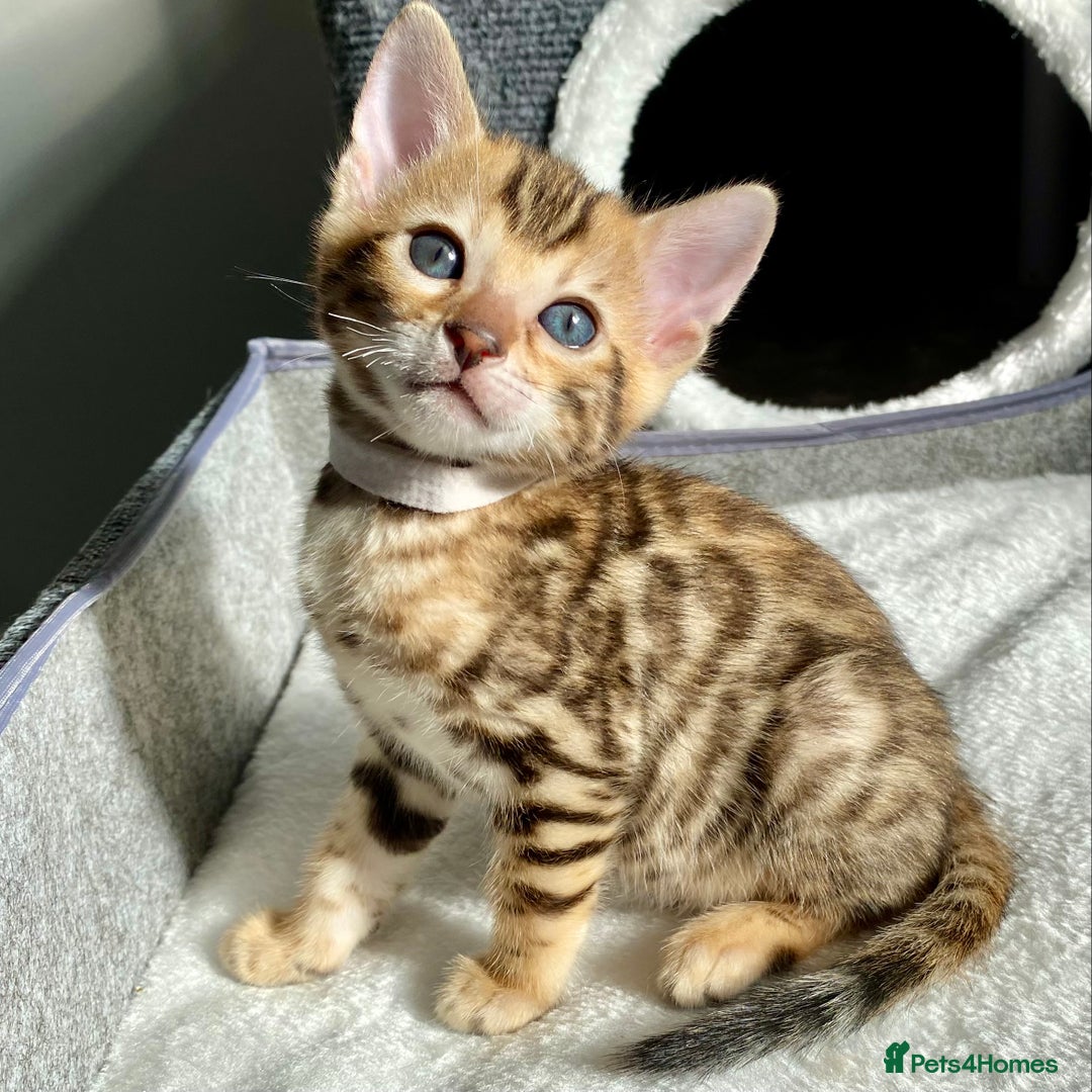 Bengal cats for sale: ⭐️ 1 LEFT!! - STUNNING TICA REG BENGAL CUBS ⭐️ - Image 4