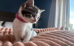 American Shorthair cats for sale: American shorthair x Turkish van kittens  - Image 32