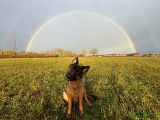 German Shepherd dogs Female German Shepard - Advert 10