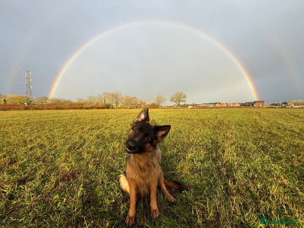 German Shepherd dogs Female German Shepard - Advert 2
