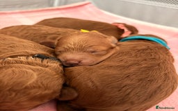 Cockapoo dogs for sale: 4 Stunning Fox Red F1b Toy Cockapoos  - Advert 23