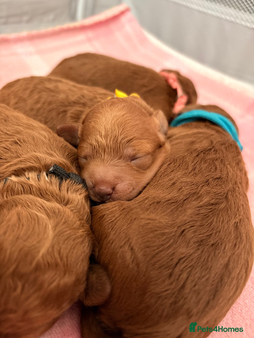 Cockapoo dogs for sale: 4 Stunning Fox Red F1b Toy Cockapoos  - Advert 23