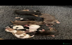 Cocker Spaniel dogs for stud: Show Cocker At Stud Highly Health Tested in Sandbach - Image 9