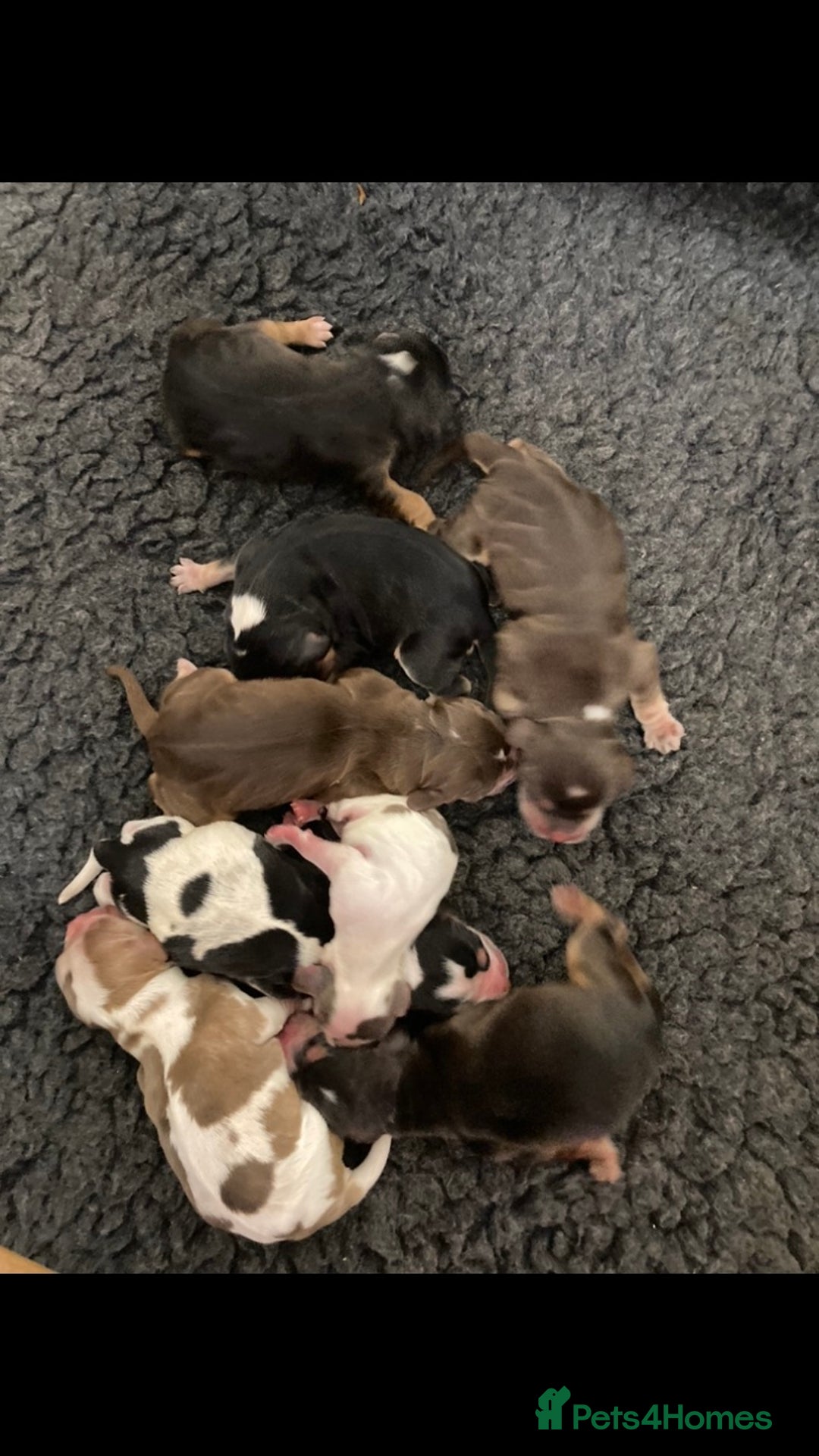 Cocker Spaniel dogs for stud: Show Cocker At Stud Highly Health Tested in Sandbach - Image 9