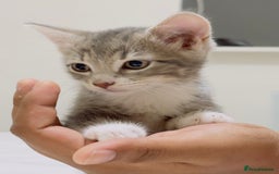 Mixed Breed cats for sale: Kittens ready to go - Image 14