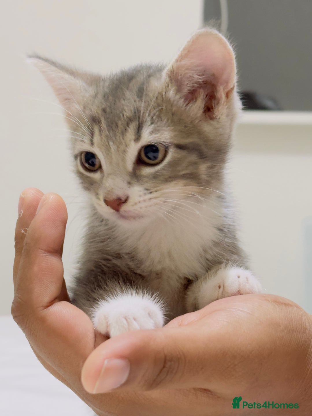 Mixed Breed cats for sale: Kittens ready to go - Image 14
