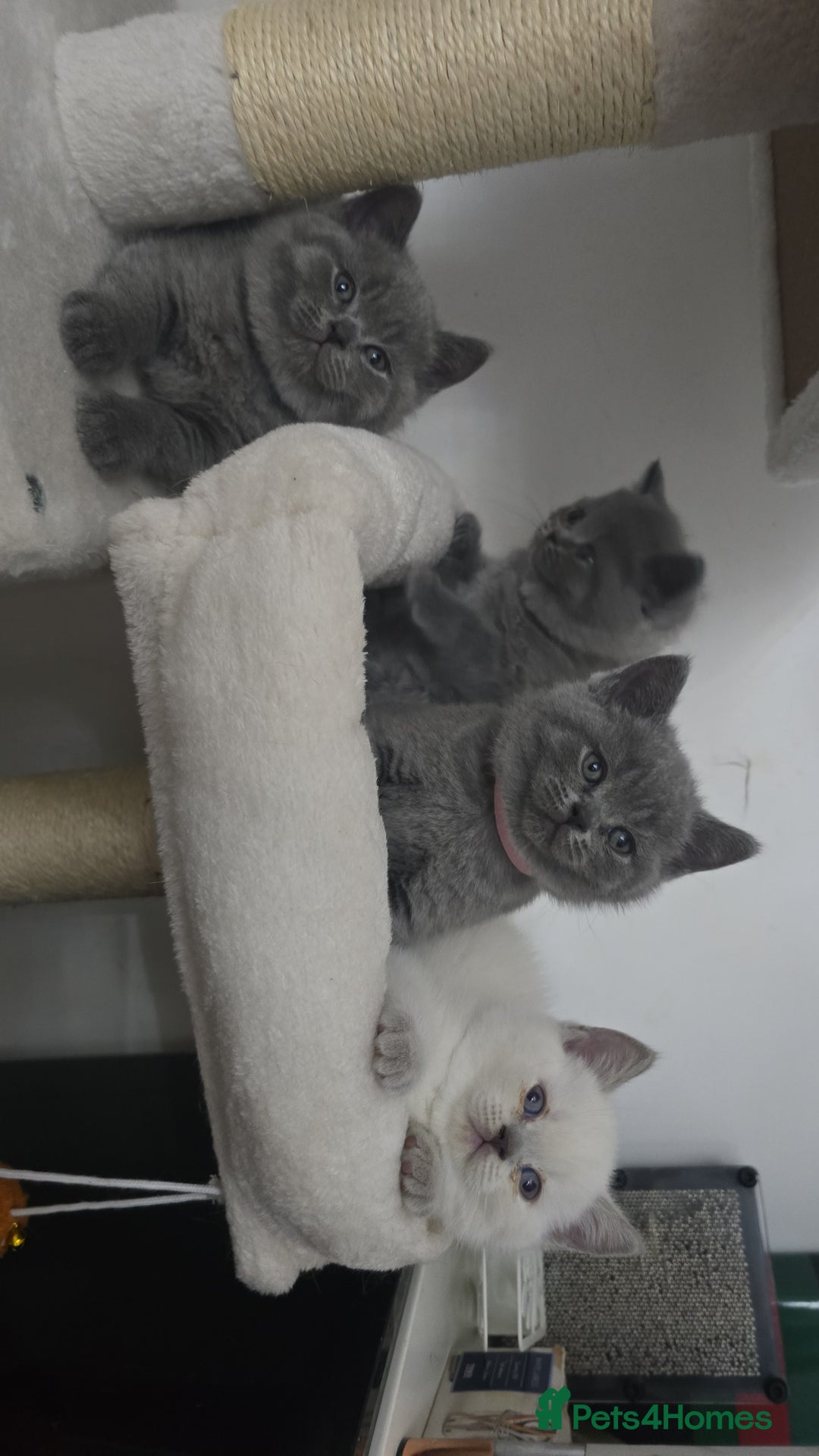 British Shorthair cats for sale: BRITISH SHORTHAIR PEDIGREE - FIRST LITTER - Image 12