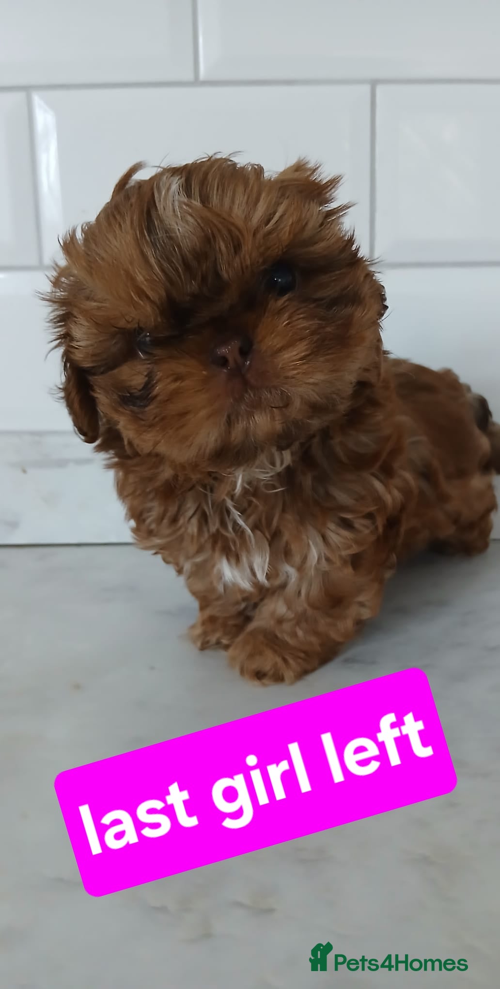 Shih Tzu dogs ☯️ LAST CHOC ORANGE KC REG IMPERIAL GIRL LEFT ☯️ - Advert 4