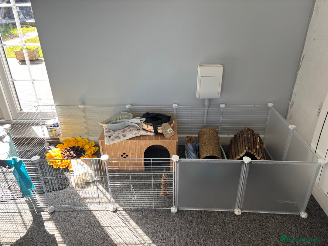 Guinea Pig rodents for sale: Two male guinea pigs for adoption  - Image 4