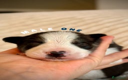 Border Collie dogs for sale: 6 Border Collie Pups For Sale **4 Boys Remaining** - Image 1