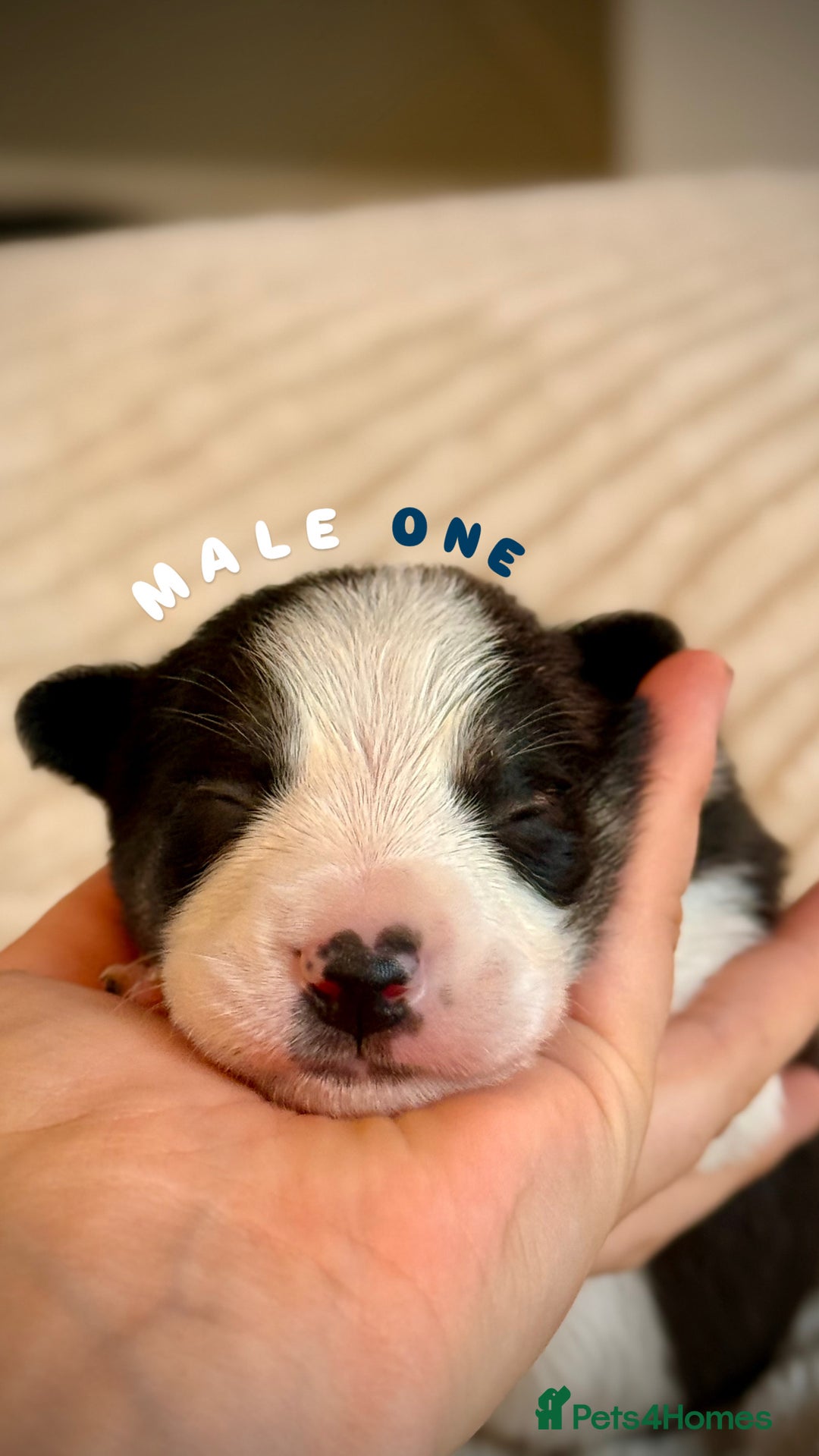 Border Collie dogs for sale: 6 Border Collie Pups For Sale **4 Boys Remaining** - Image 1