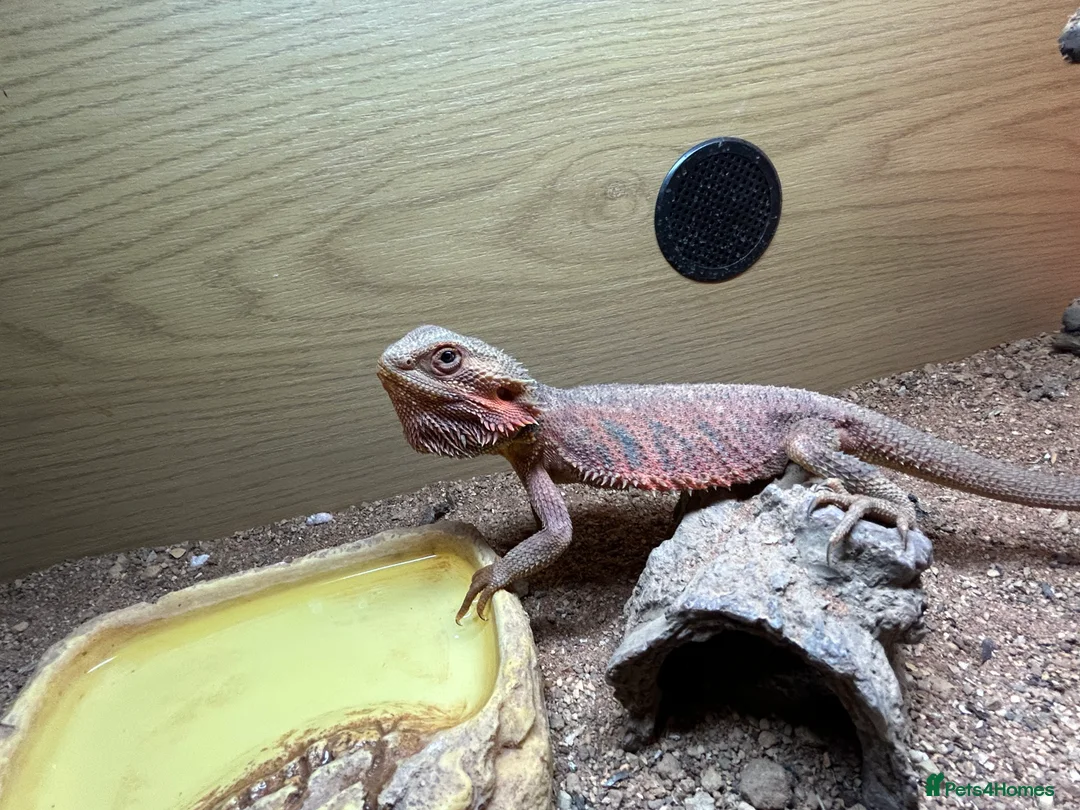 Bearded Dragon reptiles for sale: 1 year old female bearded dragon with enclosure  - Advert 5