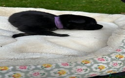 German Shepherd dogs for sale: German Shepherd's from DDR and Czech bloodlines.  - Image 23