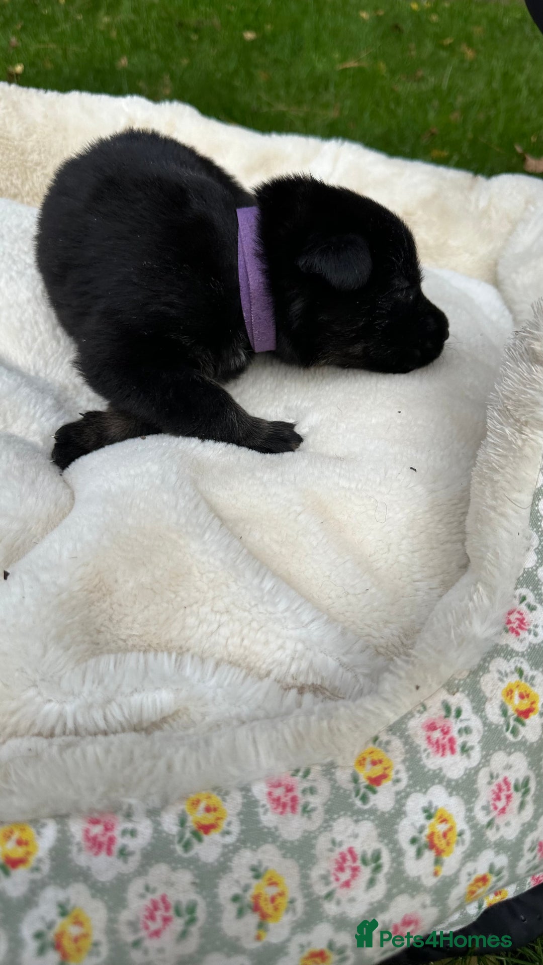 German Shepherd dogs for sale: German Shepherd's from DDR and Czech bloodlines.  - Image 23