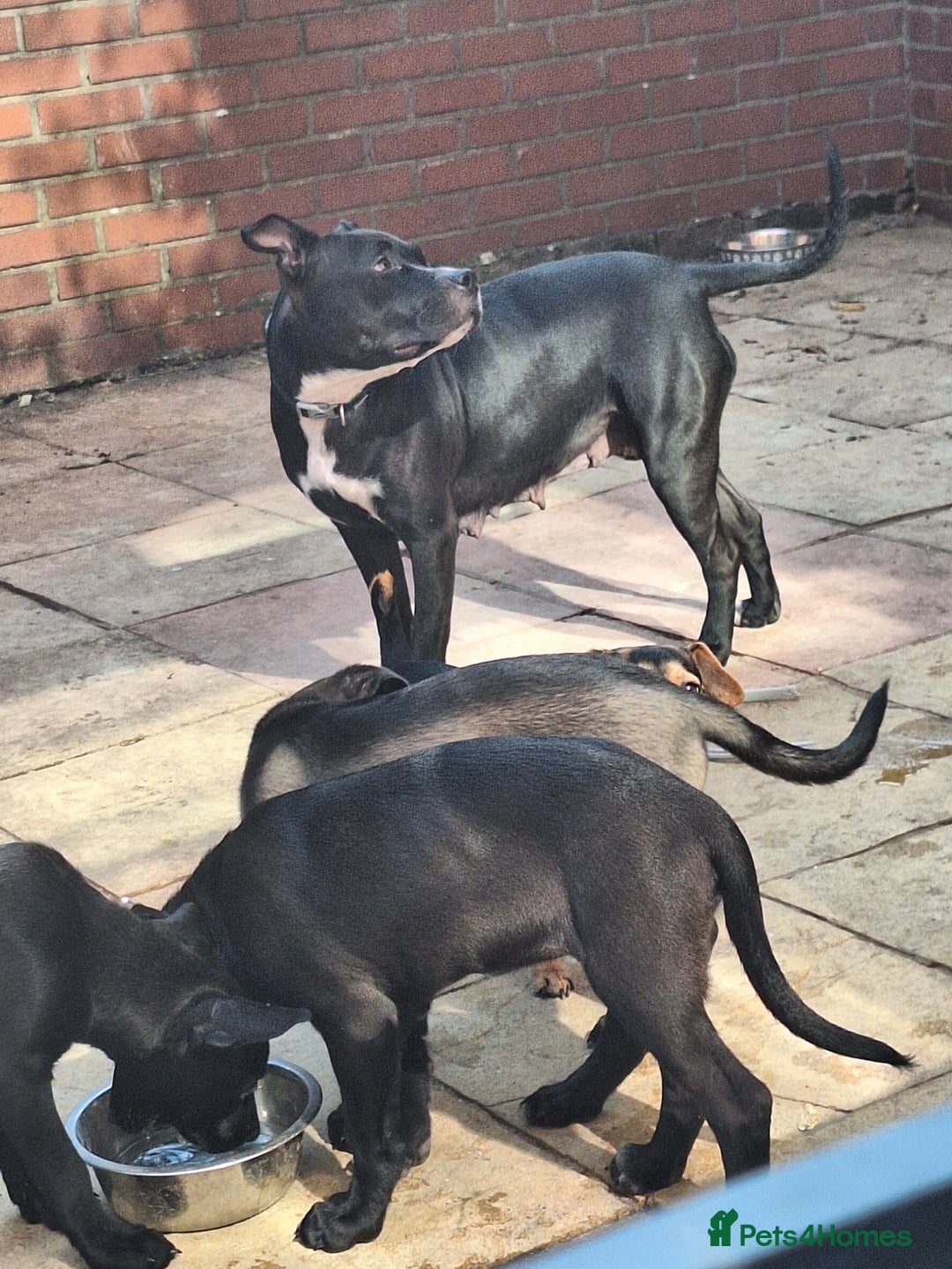Mixed Breed dogs for sale: Last Brindle Female  - Image 3