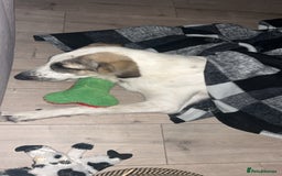 Mixed Breed dogs for sale: Skyla  - Image 4