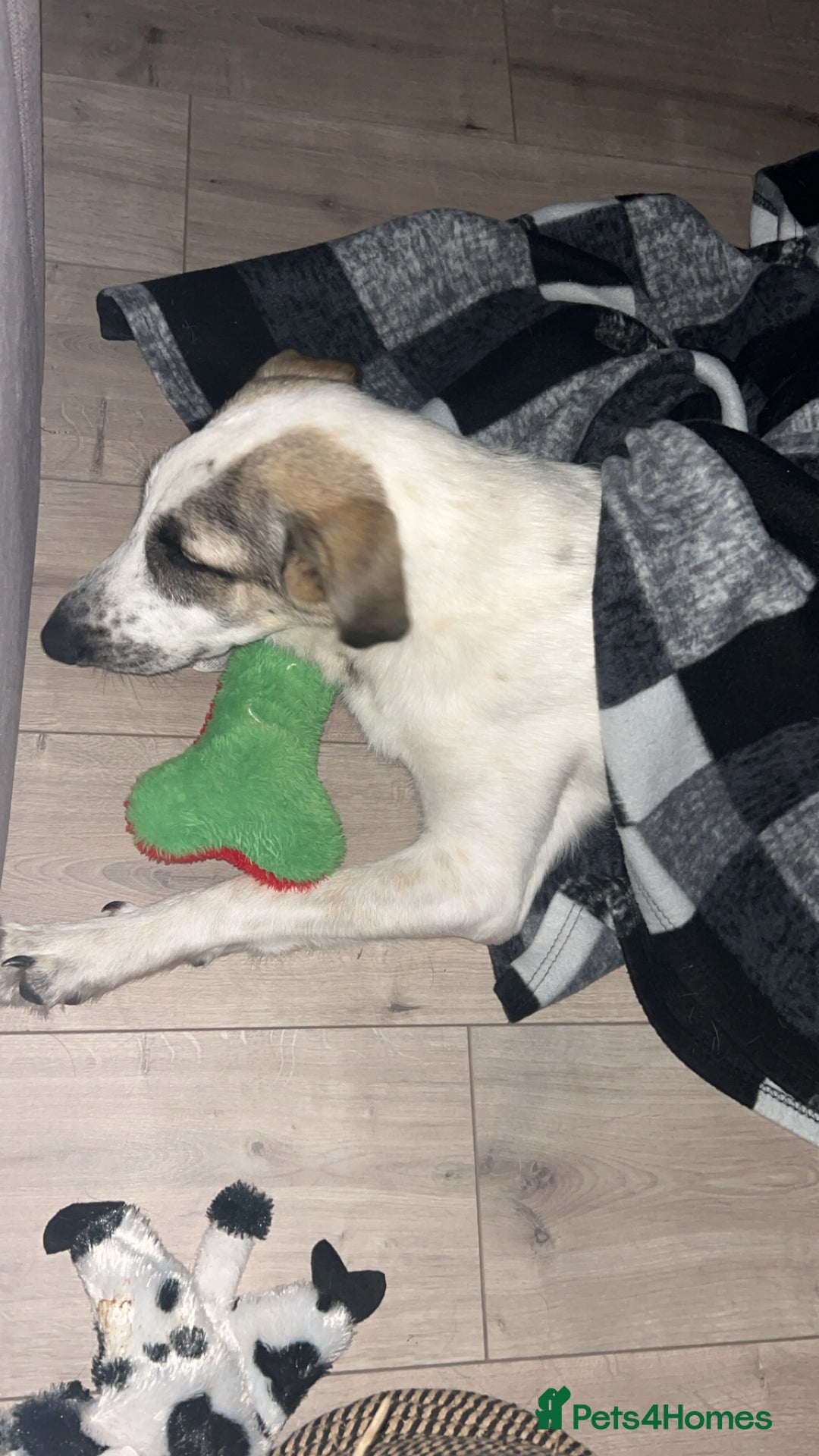 Mixed Breed dogs for sale: Skyla  - Image 4
