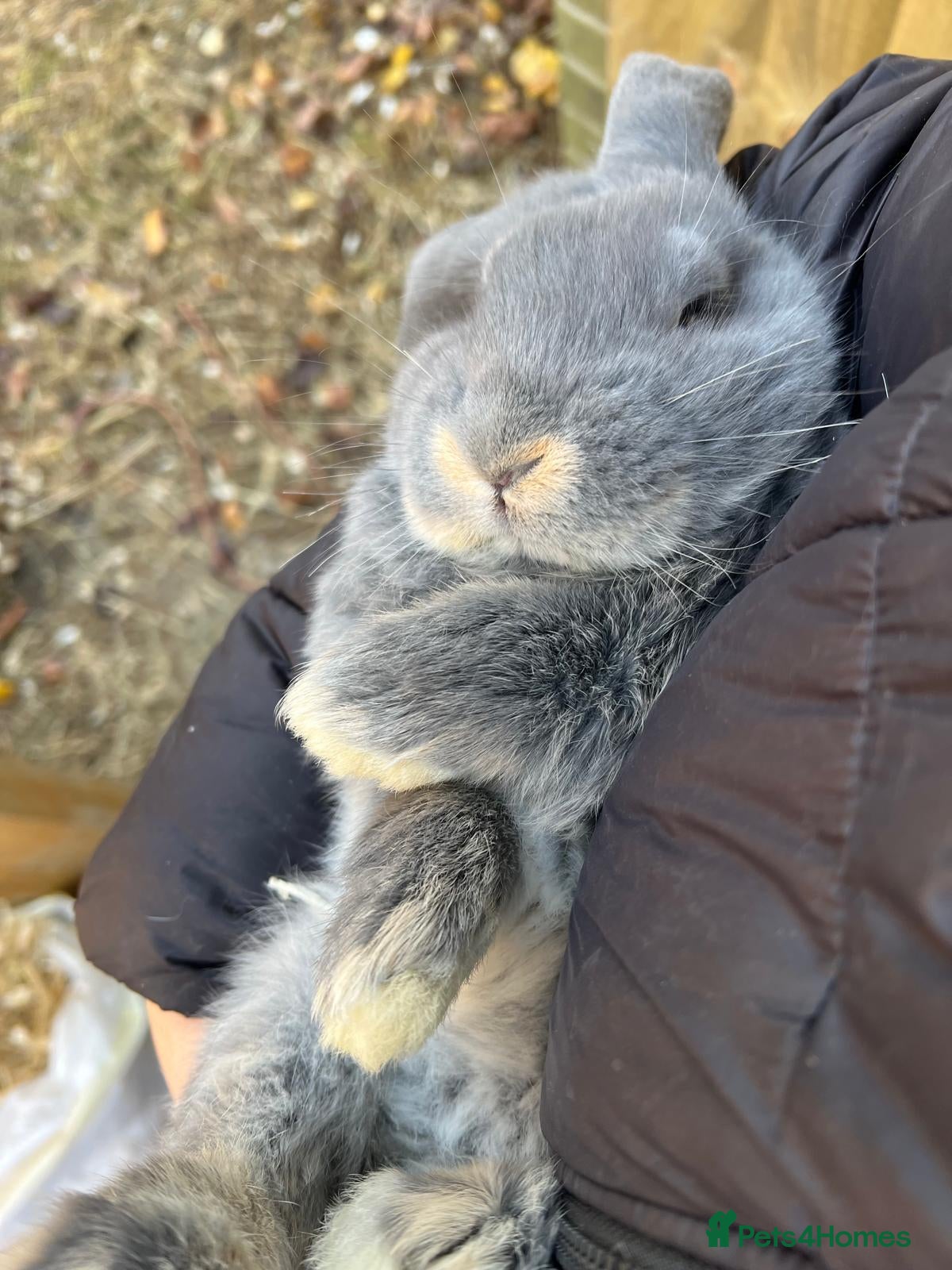 French Lop rabbits Blue otter French lop doe  - Advert 16