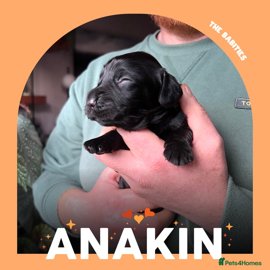 Cocker Spaniel dogs for sale: Working Cocker Spaniels Puppies for sale  - Advert 4