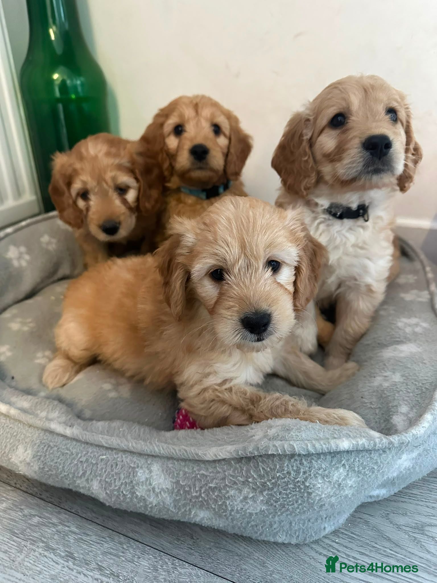 Goldendoodle dogs Mini golden doodles  - Advert 16