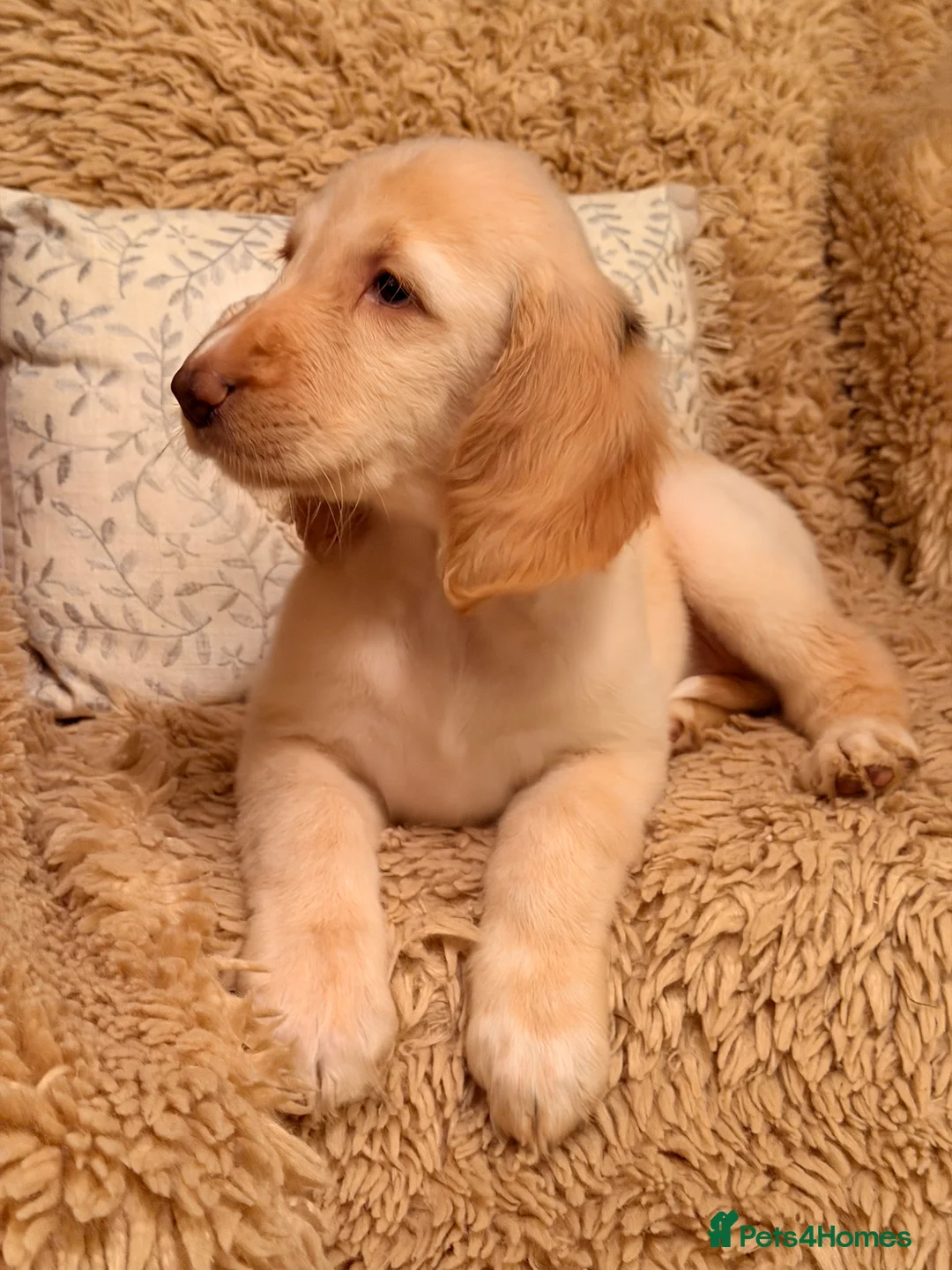 Mixed Breed dogs for sale: Brafghano pups  - Advert 5