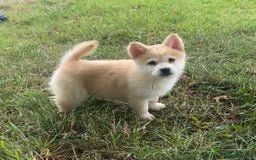 Chow Chow dogs for sale: Exotic colour chowsky puppies for sale  - Image 23