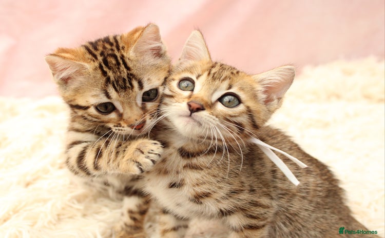 Bengal cats - Advert 2