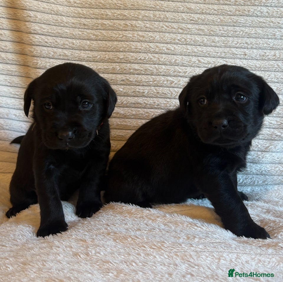 Labrador Retriever dogs Gorgeous Labrador pups  - Advert 1