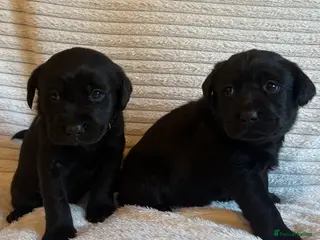 Labrador Retriever dogs Gorgeous Labrador pups - Advert 1