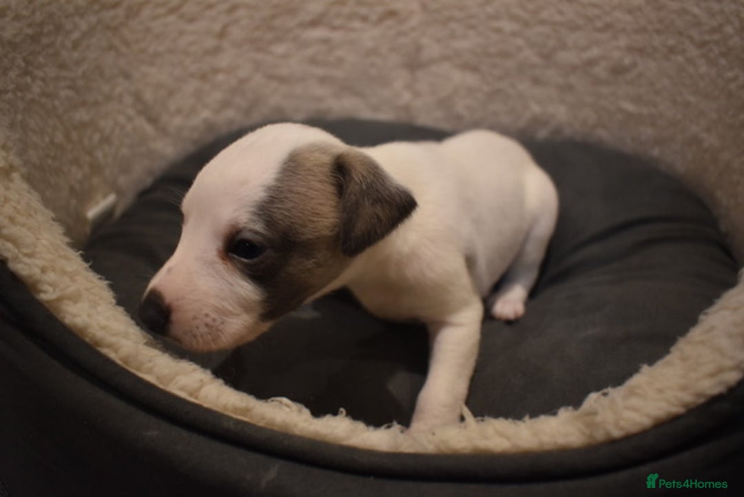 Whippet dogs for sale: Beautiful Pedigree Whippet Puppies - Advert 18